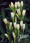 GENTIANA pneumonanthe  forma alba Portion(s)