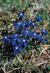 GENTIANA verna   Portion(en)