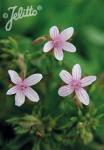 GERANIUM asphodeloides   Portion(s)