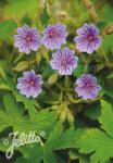 GERANIUM bohemicum  