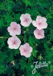 GERANIUM sanguineum var. striatum  