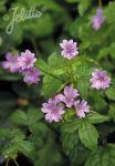 GERANIUM nodosum  