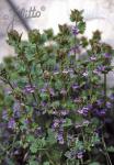 GLECHOMA hederacea   Portion(s)