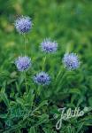 GLOBULARIA trichosantha  