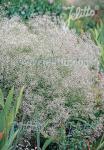 GYPSOPHILA paniculata   Portion(s)