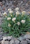 GYPSOPHILA petraea  