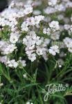 GYPSOPHILA repens  'Filou Weiß'