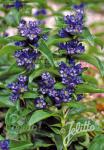 GENTIANA cruciata  'Blue Cross' Seeds