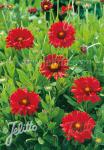 GAILLARDIA aristata  'Burgunder' Portion(en)