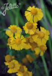 HELENIUM autumnale  Wildform Portion(en)