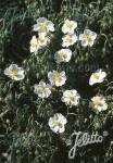 HELIANTHEMUM apenninum   Portion(s)