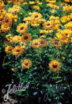 HELIOPSIS helianthoides var. scabra  'Sommersonne' Portion(en)