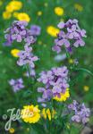 HESPERIS matronalis   Portion(s)