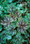 HEUCHERA americana  'Dale's Strain' Portion(en)