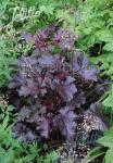 HEUCHERA americana  'Melting Fire' Portion(en)