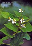 HOUTTUYNIA cordata   Portion(en)