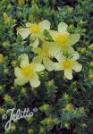 HYPERICUM olympicum  'Moonlight'