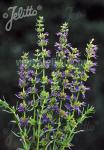 HYSSOPUS officinalis  'Caeruleus'