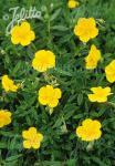 HELIANTHEMUM nummularium   Seeds