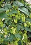 HUMULUS lupulus  