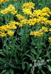 HELENIUM hoopesii   Portion(en)