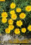 INULA ensifolia  'Compacta' Portion(en)