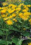 INULA magnifica   Portion(s)