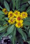 INULA rhizocephala   Portion(en)