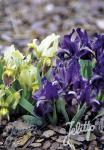 IRIS pumila  Wildform