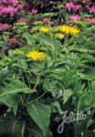 INULA helenium  