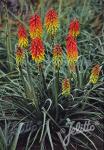 KNIPHOFIA hirsuta  'Fire Dance' Seeds