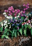 LATHYRUS vernus  'Regenbogen'