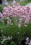 LAVANDULA angustifolia Ellagance-Series 'Ellagance Pink'