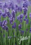 LAVANDULA angustifolia  Hidcote Blue-Strain Portion(en)