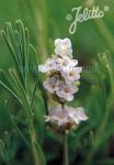 LAVANDULA angustifolia Ellagance-Serie 'Ellagance Snow' Portion(en)