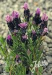 LAVANDULA stoechas Castilliano 2.0-Serie 'Castilliano Lilac'