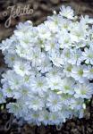 LEWISIA Cotyledon-Hybr. Sunset-Series 'Sunset Alba-White' Portion(s)