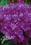 LEWISIA Cotyledon-Hybr. Sunset-Serie 'Sunset Purple-Violet' Portion(en)