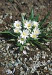 LEWISIA nevadensis   Portion(s)