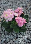 LEWISIA Cotyledon-Hybr. Elise-Serie 'Elise Rosy Pink' Portion(en)