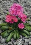 LEWISIA Cotyledon-Hybr. Elise-Serie 'Elise Ruby Red'