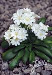 LEWISIA Cotyledon-Hybr. Elise-Series 'Elise White' Portion(s)