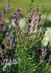 LIATRIS microcephala   Portion(s)