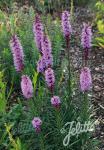 LIATRIS spicata  'Floristan Violett' Portion(en)