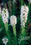 LIATRIS spicata  'Floristan White'