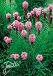 LIATRIS spicata  'Kobold Strain' Portion(en)