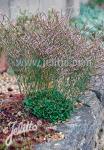 LIMONIUM bellidifolium   Portion(en)