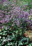 LIMONIUM gmelinii ssp. hungaricum   Portion(s)