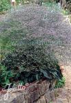 LIMONIUM latifolium   Portion(en)