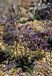 LIMONIUM species  'Blauer Diamant' Portion(en)